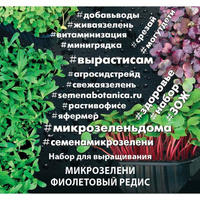 Набор для выращивания микрозелени Агросидстрейд Фиолетовый редис