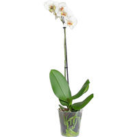 Растение Орхидея Фаленопсис 50 см в кашпо DM12 см