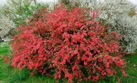 Айва японская Chanomeles iaponica Pink lady