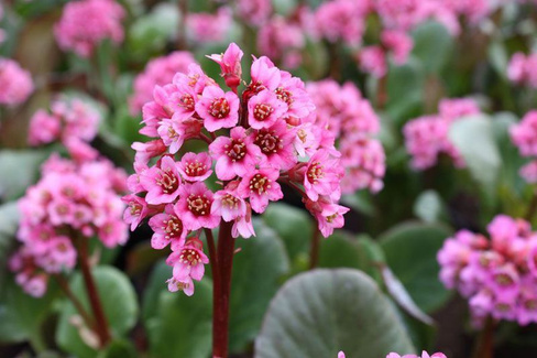 Бадан Bergenia Edens Magic Giant