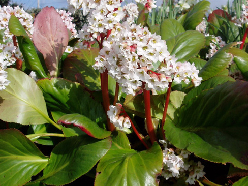 Бадан Bergenia Bressingham White