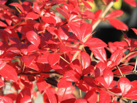 Барбарис средний Berberis Red Jewel