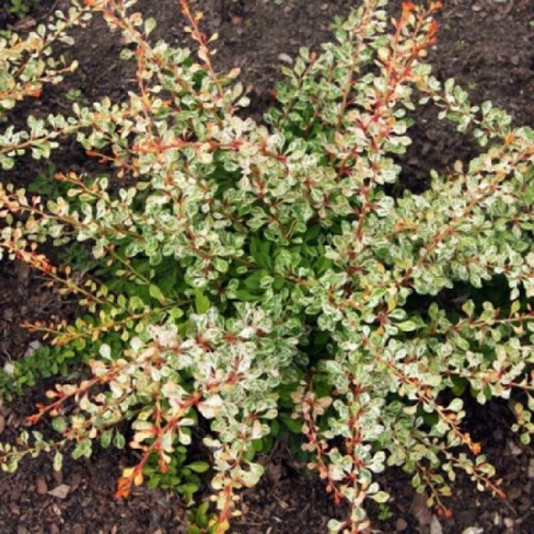 Барбарис туберга Berberis thunb. Starburst