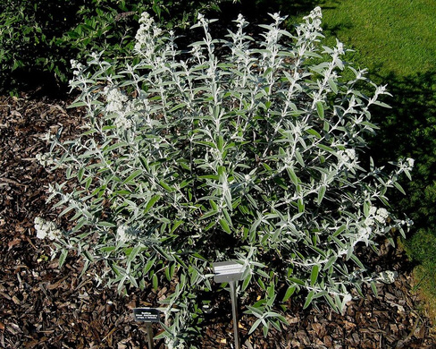 Буддлея Buddleja Silver Anniversary