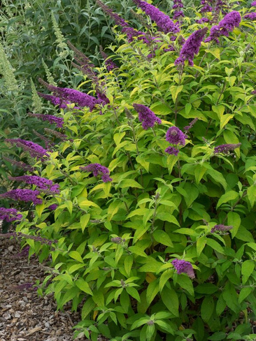 Буддлея Buddleja dav. Moonshine