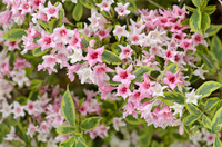 Вейгела Weigela florida Nana Variegata