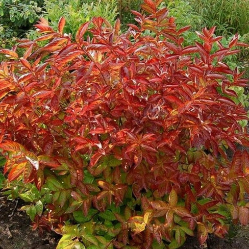 Вейгела Weigela Pink Wings of Fire