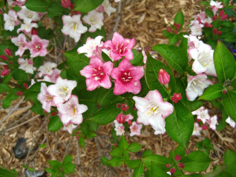 Вейгела марджори фото и описание кустарника Вейгела Weigela Marjorie 20 см С5 от компании Эко Сад купить в городе Восточный 