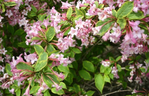 Вейгела цветущая Weigela florida Sunny Princess