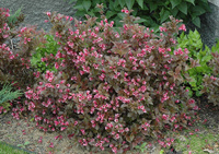 Вейгела цветущая Weigela florida Tango