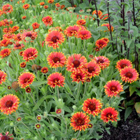 Гайла́рдия Gaillardia Red Sun PBR