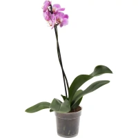 Орхидея Фаленопсис промо ø12 h40 - 55 см Без бренда None