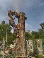 Спил деревьев на кладбище