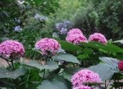 Клеродендрум Бунге Clerodendrum bungei