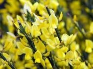 Ракитник Альгольд Cytisus praecox 'Allgold'