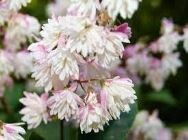 Дейция шершавая Кодсалл Пинк Deutzia scabra 'Codsall Pink'