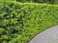 Падуб городчатый «Green Hedge»