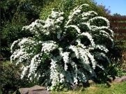 Спирея серая Spiraea cinerea Graciosa