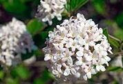 Калина Бурквуда Viburnum burkwoodii