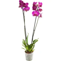 Орхидея Фаленопсис микс 2 стебля ø12 h60 см Центр букетов Без бренда None