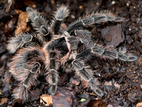 Паукообразные (Arachnida)