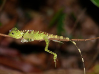 Агамовые (Agamidae)